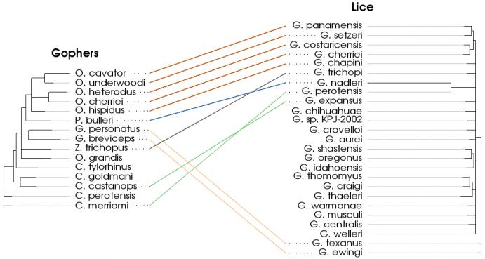 example of vtkTanglegramItem