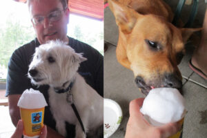 dog_snow_cones