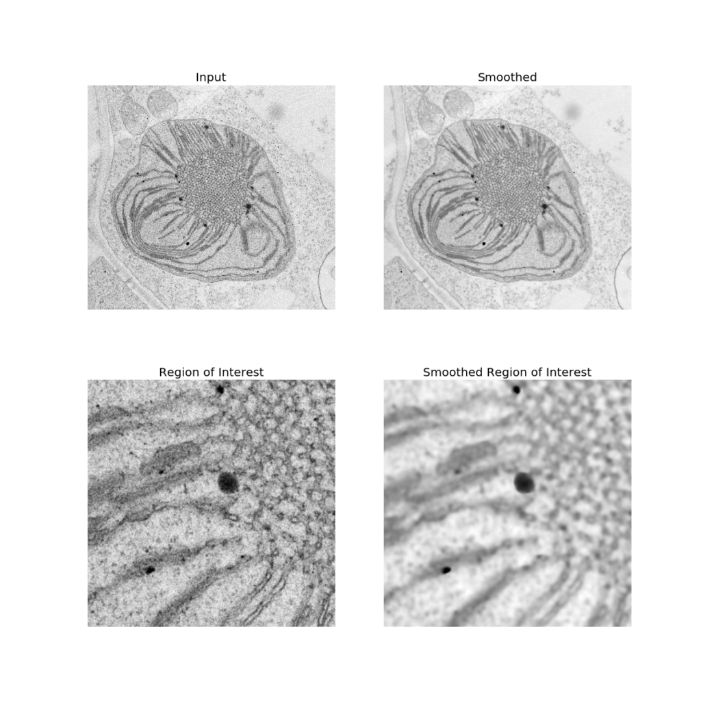 etioplast smoothing