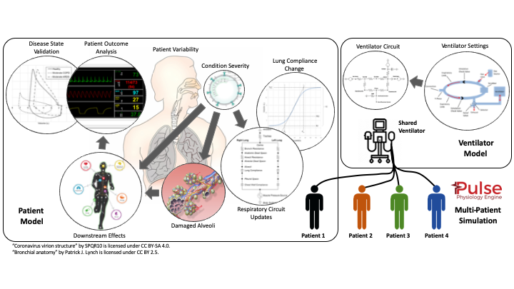 Kitware proposes a rapid simulation prototype testing the feasibility of multiplex ventilation. They plan to extend the current ventilator models for this specific application and update the software architecture to allow multiple patients to be coupled with a single ventilator.