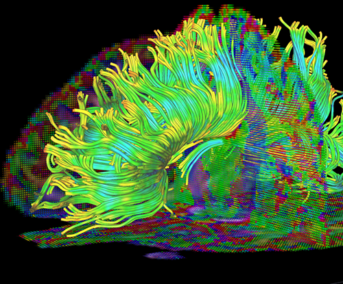 Computer graphic generated of unknown slice