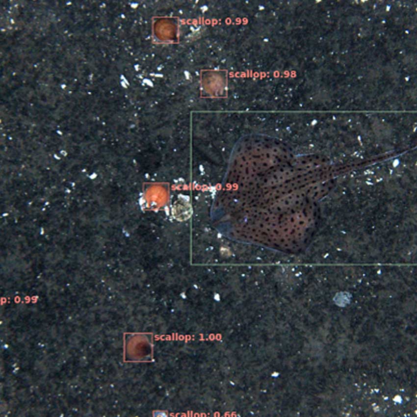 computer identifying sting rays on ocean floor