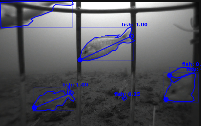 Fish with computer vision annotations identifying them