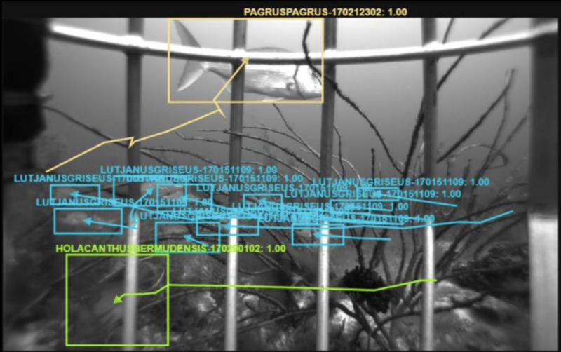 An example of one of the challenges facing underwater data collection, this image shows a high number of overlapping targets