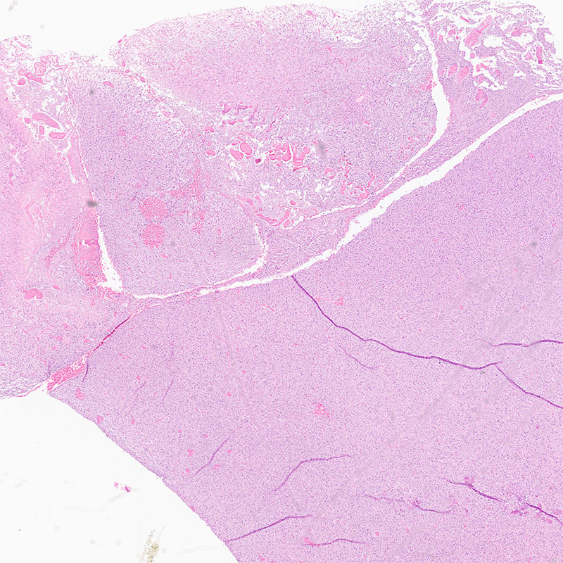 Relative Colorimetric conversion of miscroscoptic tissue