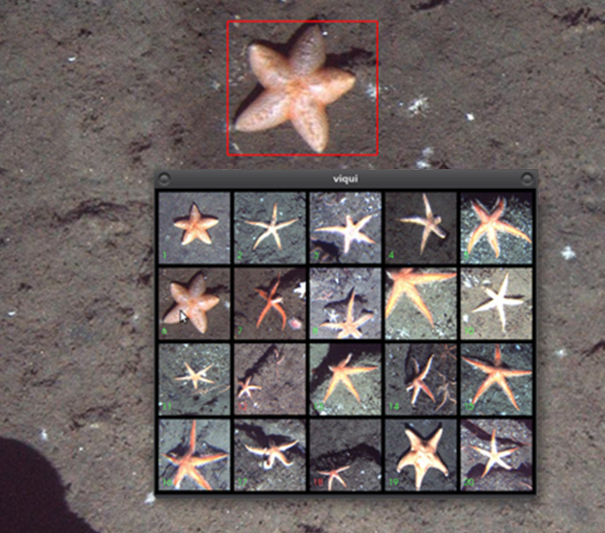 Sea bed floor with a star fish on it. It is surrounded by a red square and pop up next to it with other star fish.