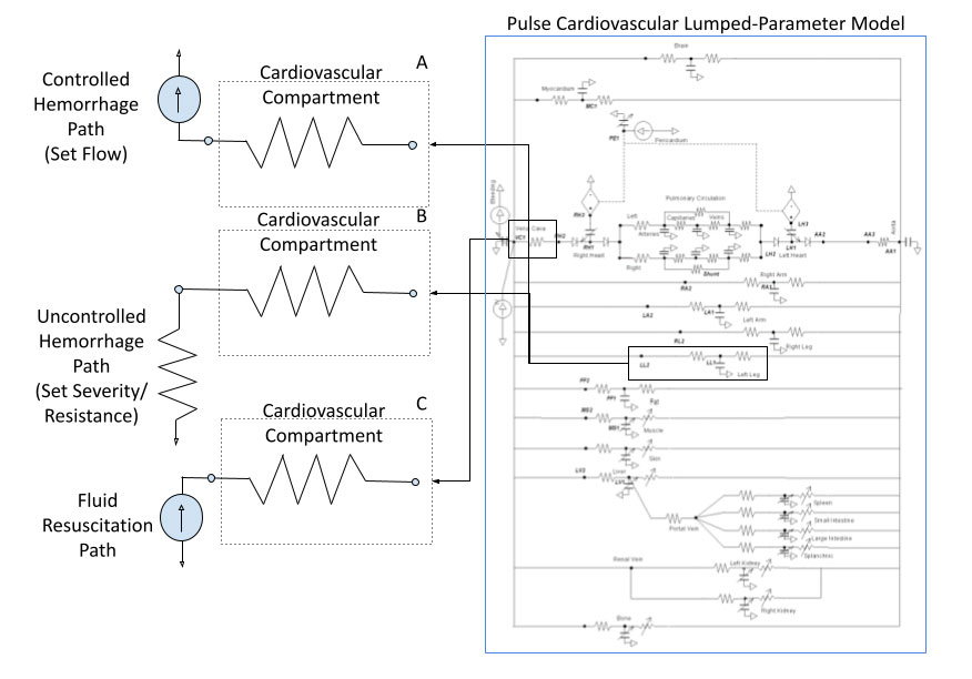 Kitware enhanced the Pulse Physiology Engine to simulate the long-term physiological effects of severe hemorrhage, including metabolic shifts and tissue perfusion changes. Validated against experimental pig data, the model accurately captured key indicators such as cardiac output and blood pressure across extended resuscitation timelines. With less than 10% error across multiple outputs, this open source model provides a reliable, reproducible resource for evaluating resuscitation protocols like fluid therapy, vasopressors, and ECMO. These capabilities support improved clinical decision-making and offer program managers a robust framework for testing interventions in prolonged care and high-fidelity triage scenarios.