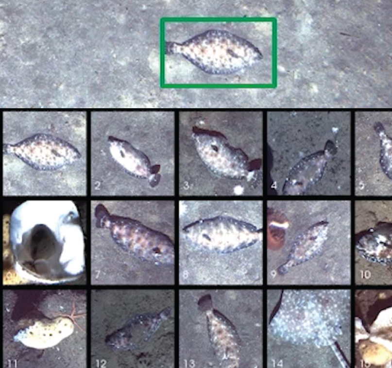 Series of fish being identified.