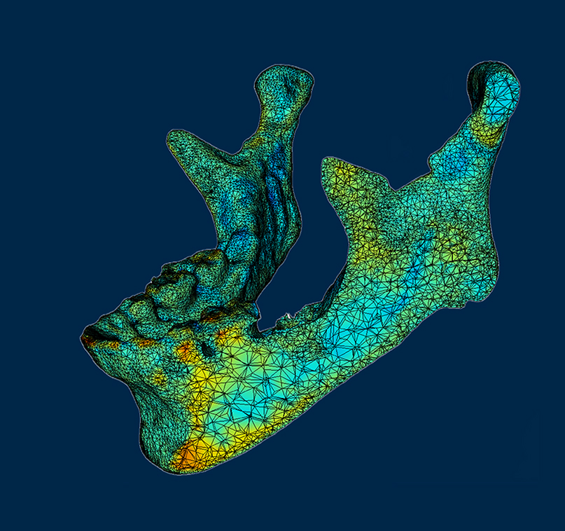 Visualization of a human jaw