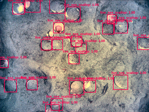 Sea scallops being identified on ocean floor with AI