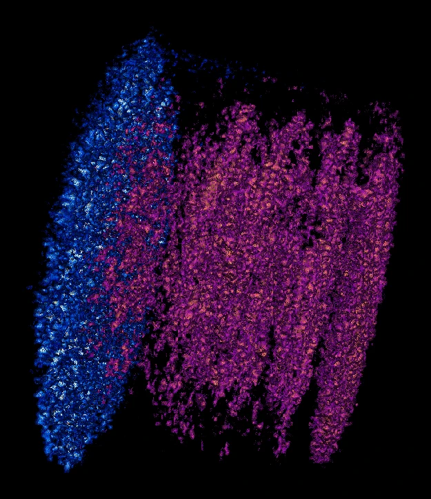 A 3D volumetric rendering in Tomviz depicting segmented nanoparticle or material grain layers, highlighted in bright blue on the left and magenta-orange on the right against a black background.